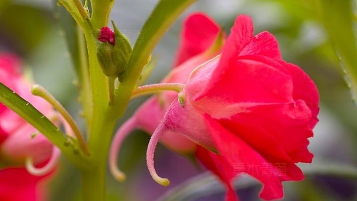 十指丹蔻一夜深红透