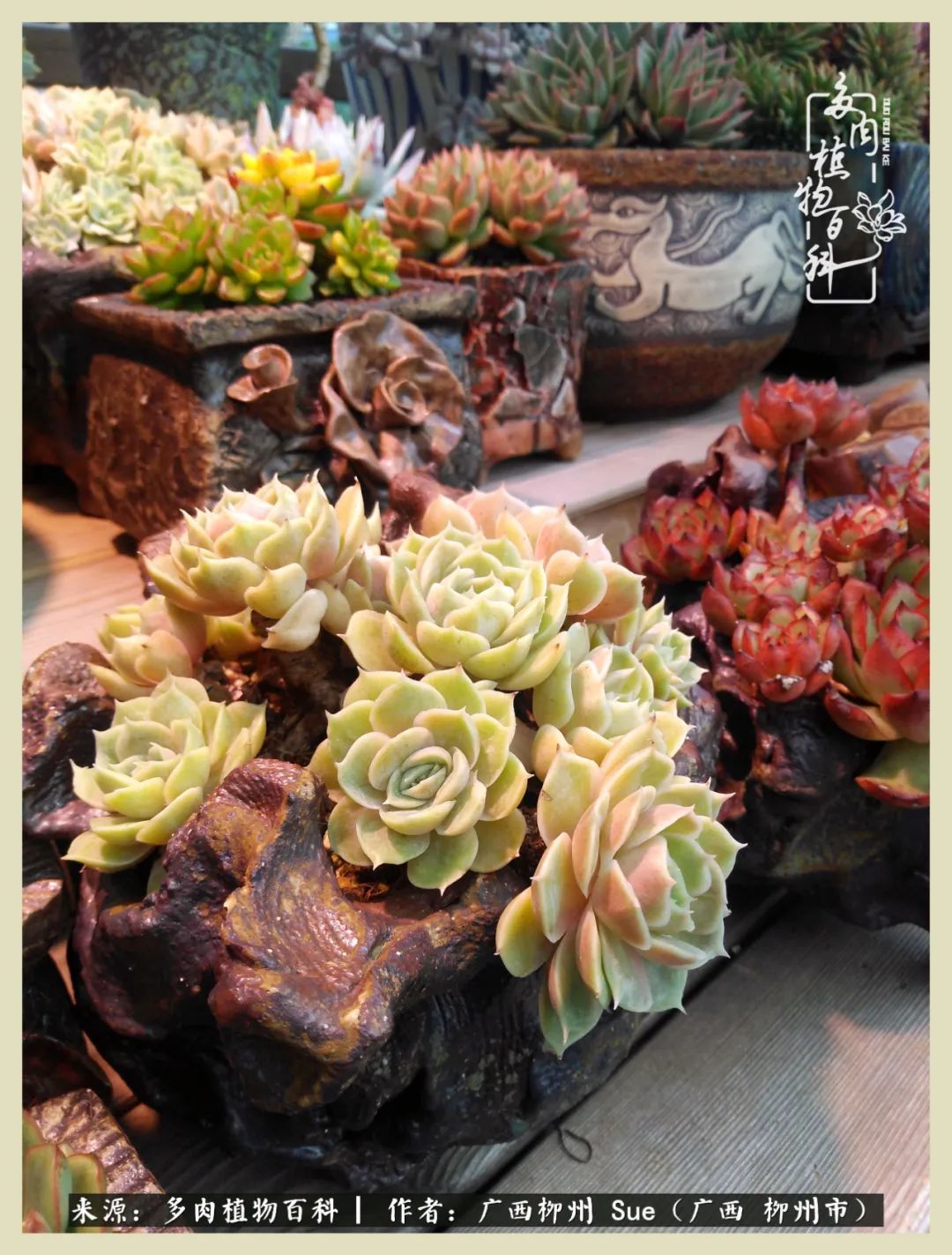 艳阳高照凉爽贵州，我要勤快地捕捉美好！（二）