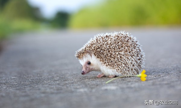 刺猬的养殖技术视频,刺猬养殖技术大全