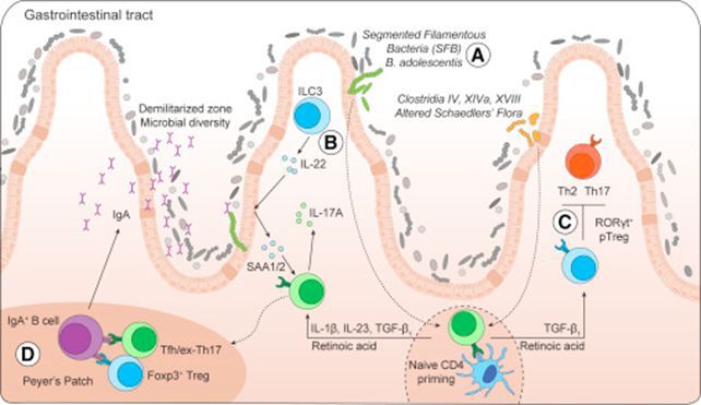 双歧杆菌三联活菌可以治粘液便吗,双歧杆菌活菌制剂作用是什么