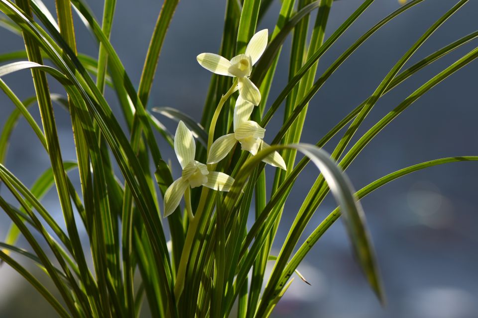 莲瓣兰五彩蝶品种简介,莲瓣兰大雪素有几个品种