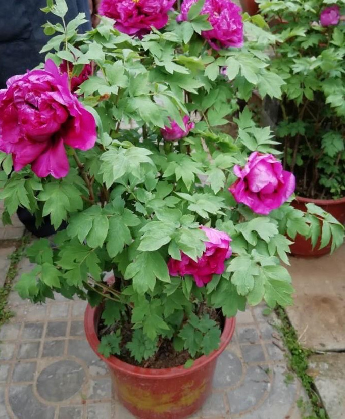 牡丹花怎么栽培开花快,牡丹花怎么栽种才开花