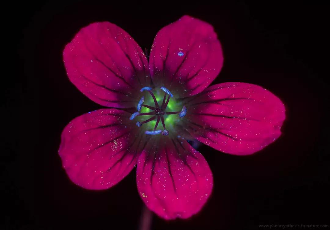 紫外线外星人真的存在吗,外星生命紫外线