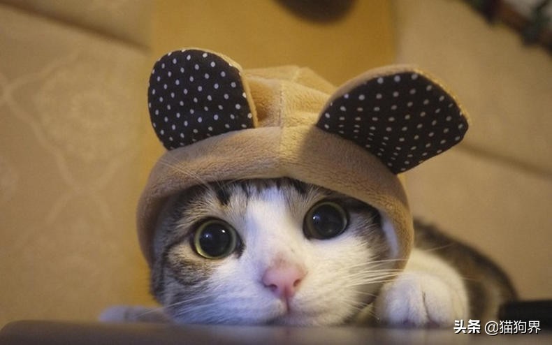 猫咪生病期间怎么护理比较好呢,猫咪生病治疗小技巧