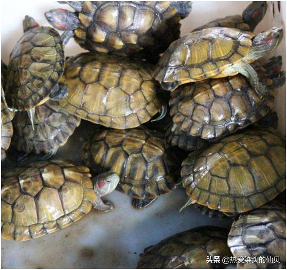 两只公龟混养的后果,公龟和母龟打架