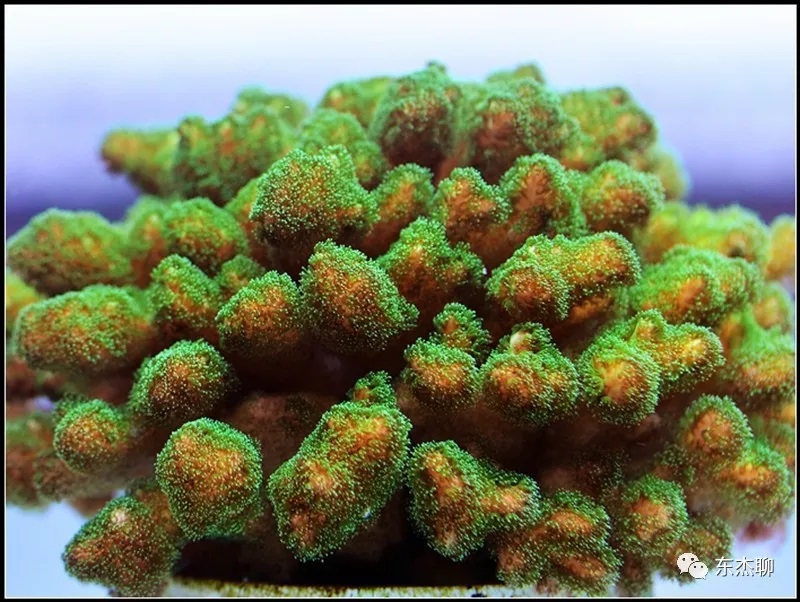 海缸营养盐过高可以换水么,海缸营养盐高能养鱼吗