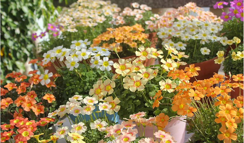 春日花草大全,冬日蔬菜花园