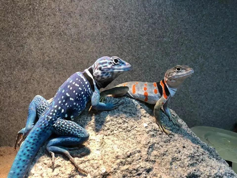 cos蜘蛛侠的姿势可爱,cos蜘蛛侠动画