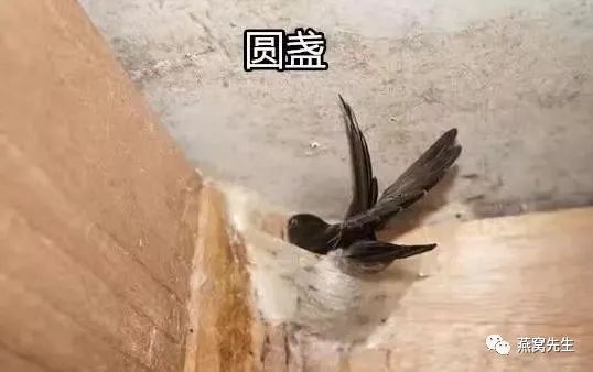 燕窝蜜盏和三角燕盏有什么区别,三角盏和圆盏有什么区别