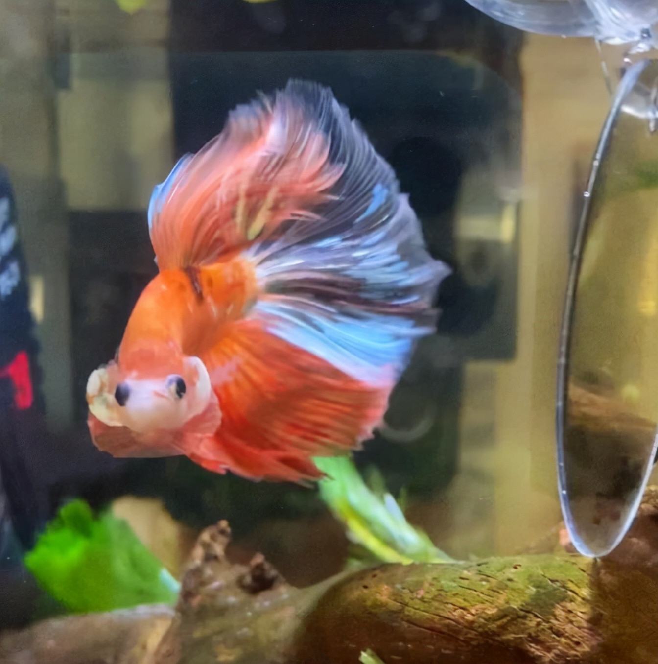 外国女子救下崩溃男子,外国女生救斗鱼