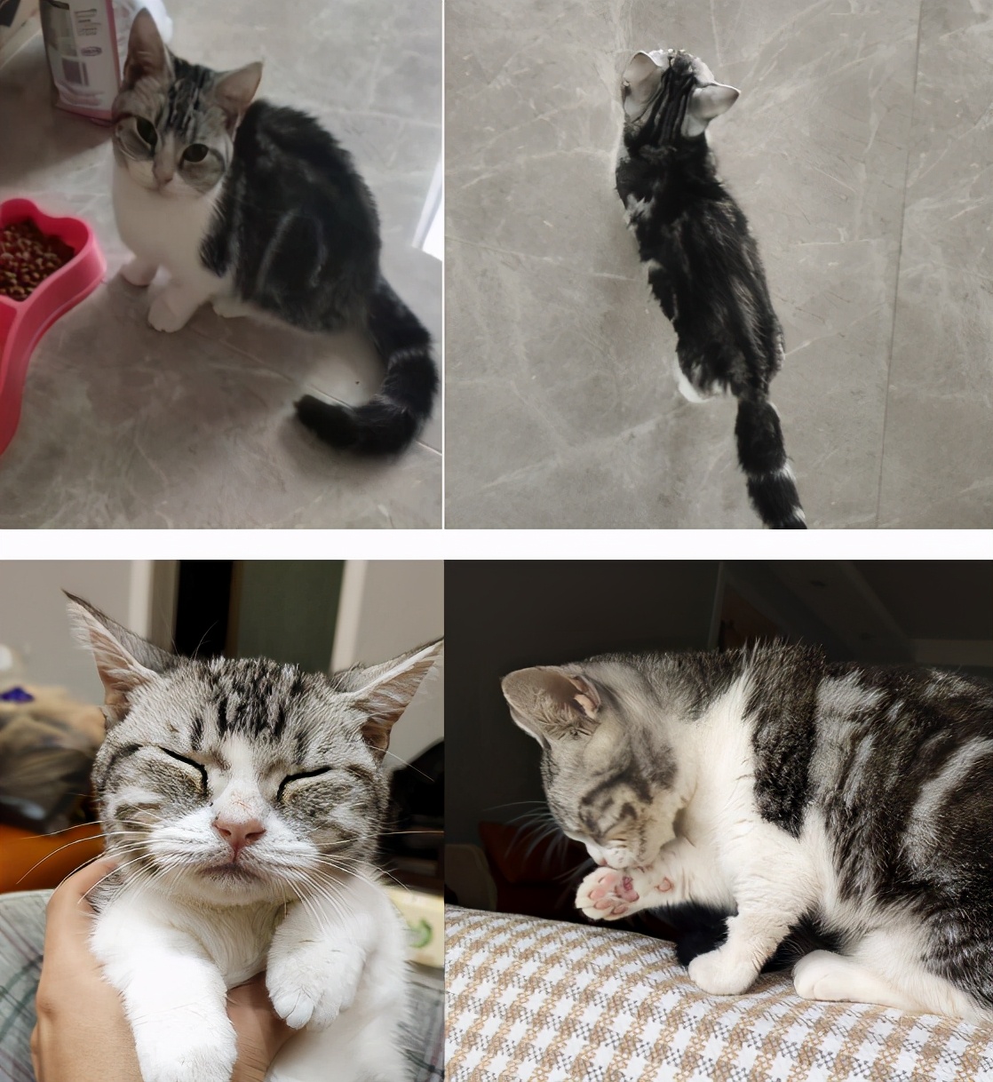 团子猫传腹治好了吗,团子的猫传腹