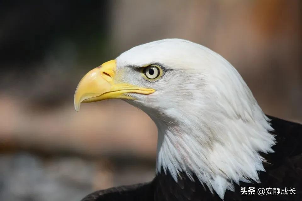 如何选择一个正确的自由职业方向,适合自由选择的职业