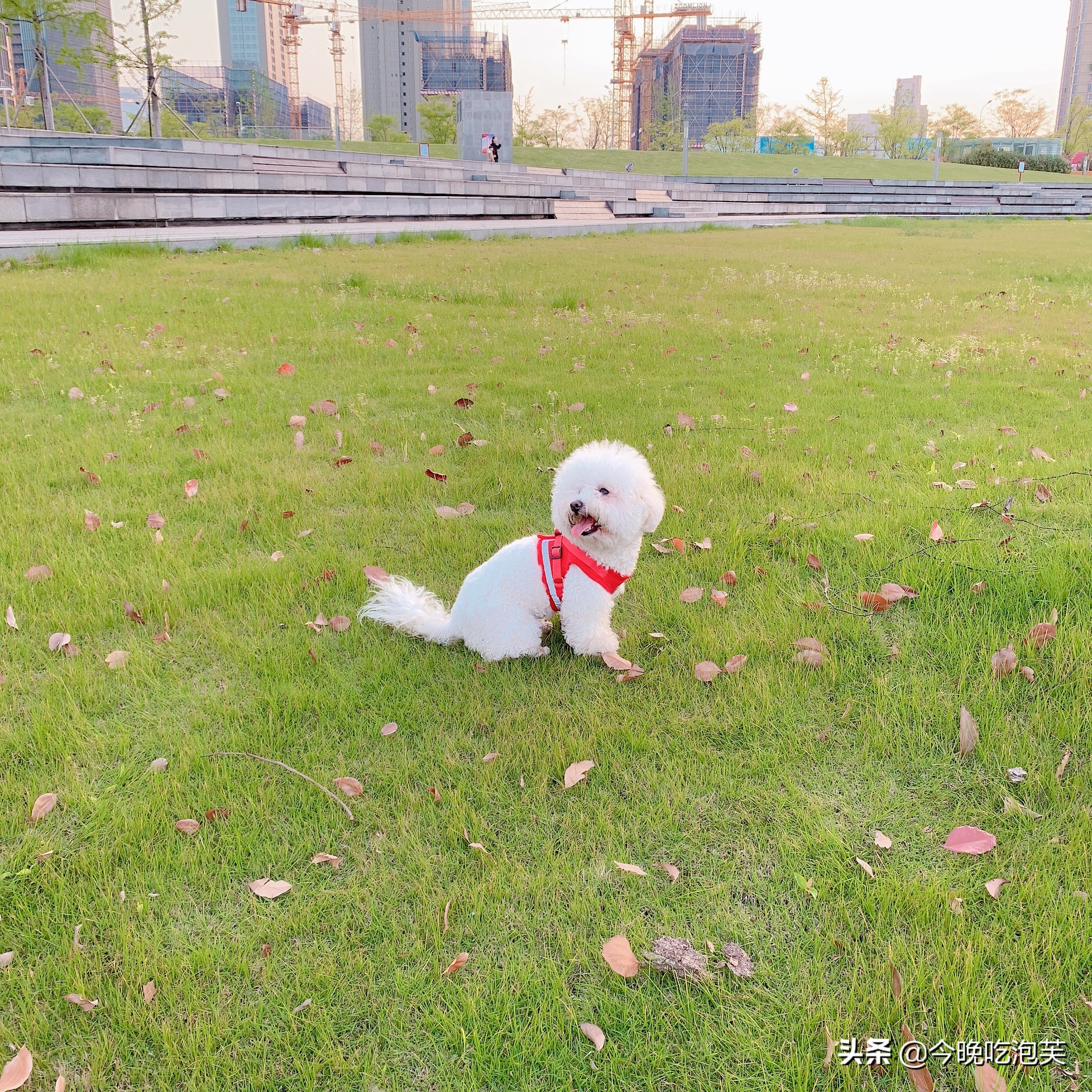 比熊犬为什么不喜欢吃狗粮,比熊犬为什么不吃狗粮