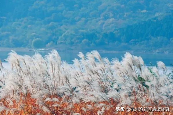 宁波市杭州湾新区碧桂园海上传奇,宁波杭州湾新区碧桂园最新房价