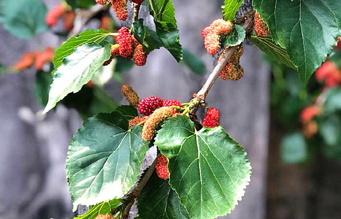桑葚泡酒的正宗做法大全,桑葚泡酒的做法大全集