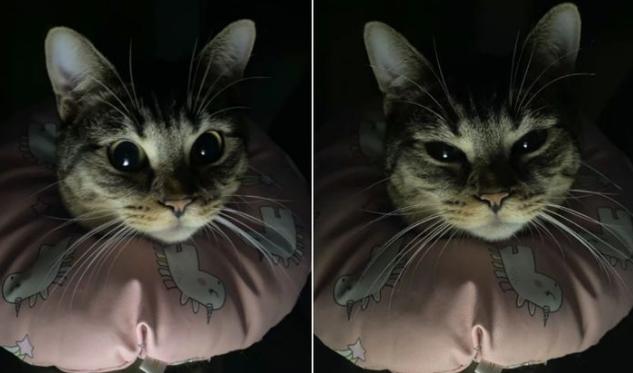 五千块钱买猫,五千块的猫咪