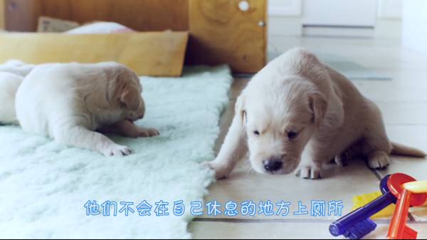 狗狗在家乱冲乱撞训练,狗狗在家乱咬东西怎么训练