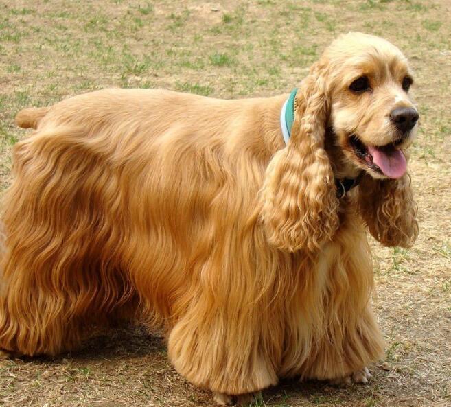 狗狗品种大全及介绍了解一下,狗狗品种怎么挑选最好看