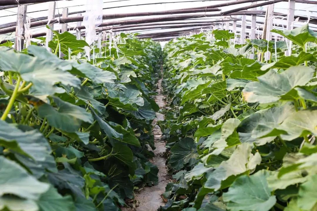 <html>
<head><title>502BadGateway</title></head>
<body>
<center><h1>502BadGateway</h1></center>
<hr><center>nginx</center>
</body>
</html>
<!--apaddingtodisableMSIEandChromefriendlyerrorpage-->
<!--apaddingtodisableMSIEandChromefriendlyerrorpage-->
<!--apaddingtodisableMSIEandChromefriendlyerrorpage-->
<!--apaddingtodisableMSIEandChromefriendlyerrorpage-->
<!--apaddingtodisableMSIEandChromefriendlyerrorpage-->
<!--apaddingtodisableMSIEandChromefriendlyerrorpage-->
