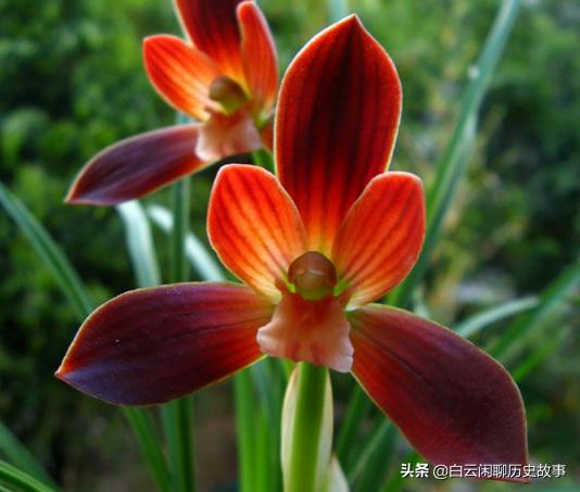 红河红兰花好养活吗,红河红开花惊艳养护简单