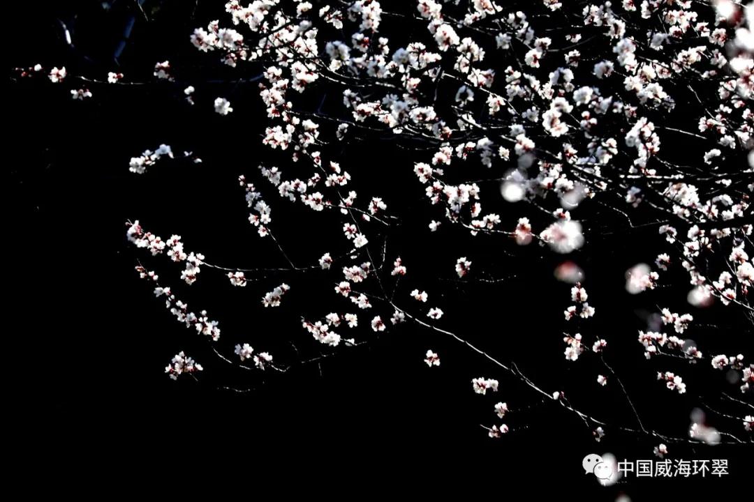 环翠公园美景,走进春天的环翠公园