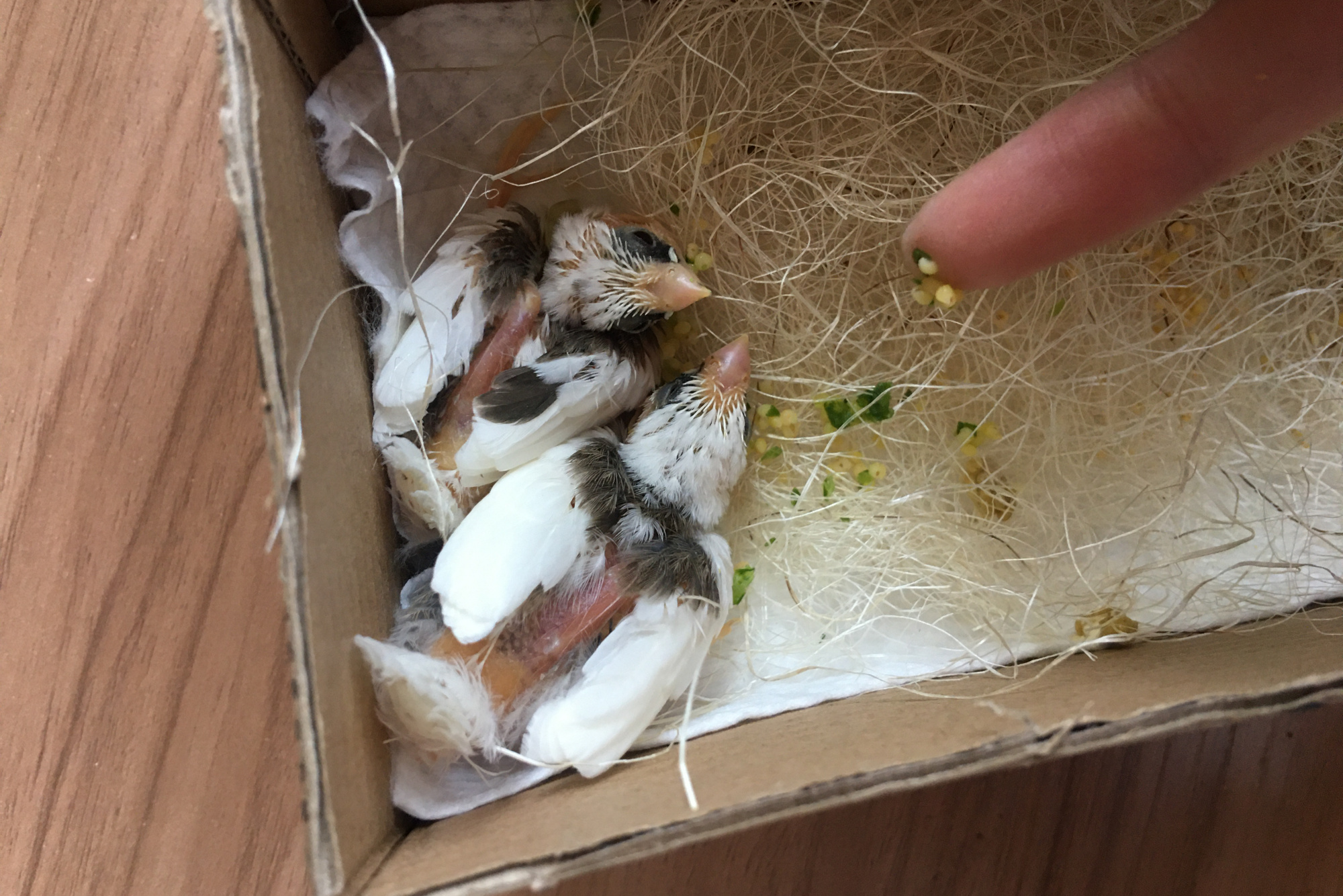 如何让雏鸟学会自主进食,如果雏鸟有呼吸但不动怎么办