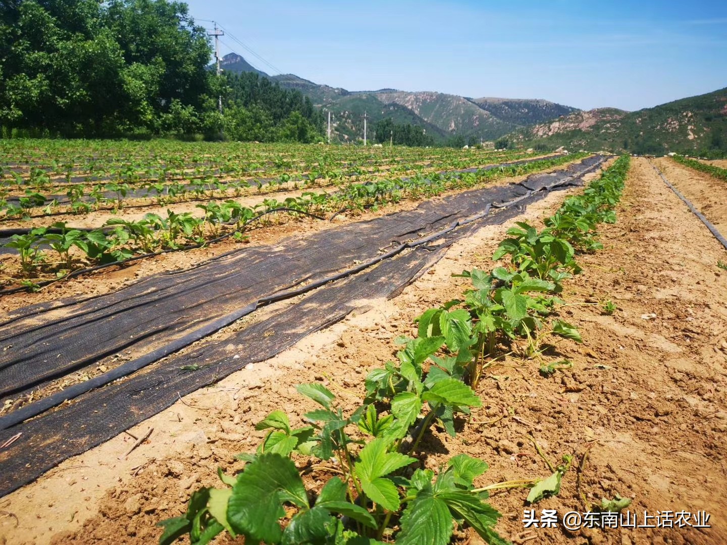 草莓苗生虫怎么办,草莓苗种下来怎么处理