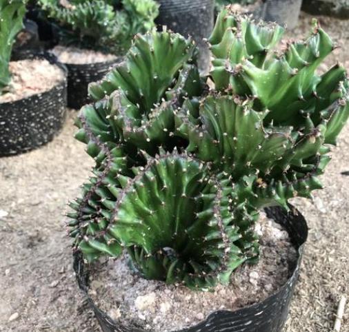 玉麒麟可以除甲醛吗,玉麒麟除甲醛吗