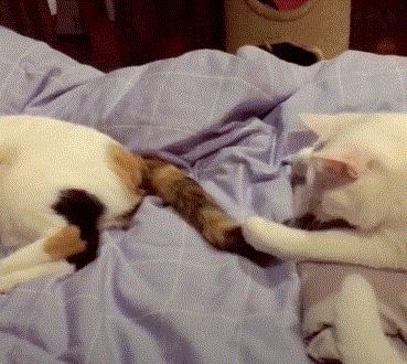 猫咪疯狂啃咬尾巴至出血，诊断后竟是得了抑郁症…