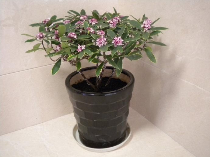 好养的盆栽花卉大全,人养花花