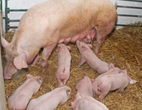 初产母猪缺乳怎么回事,母猪产后缺乳