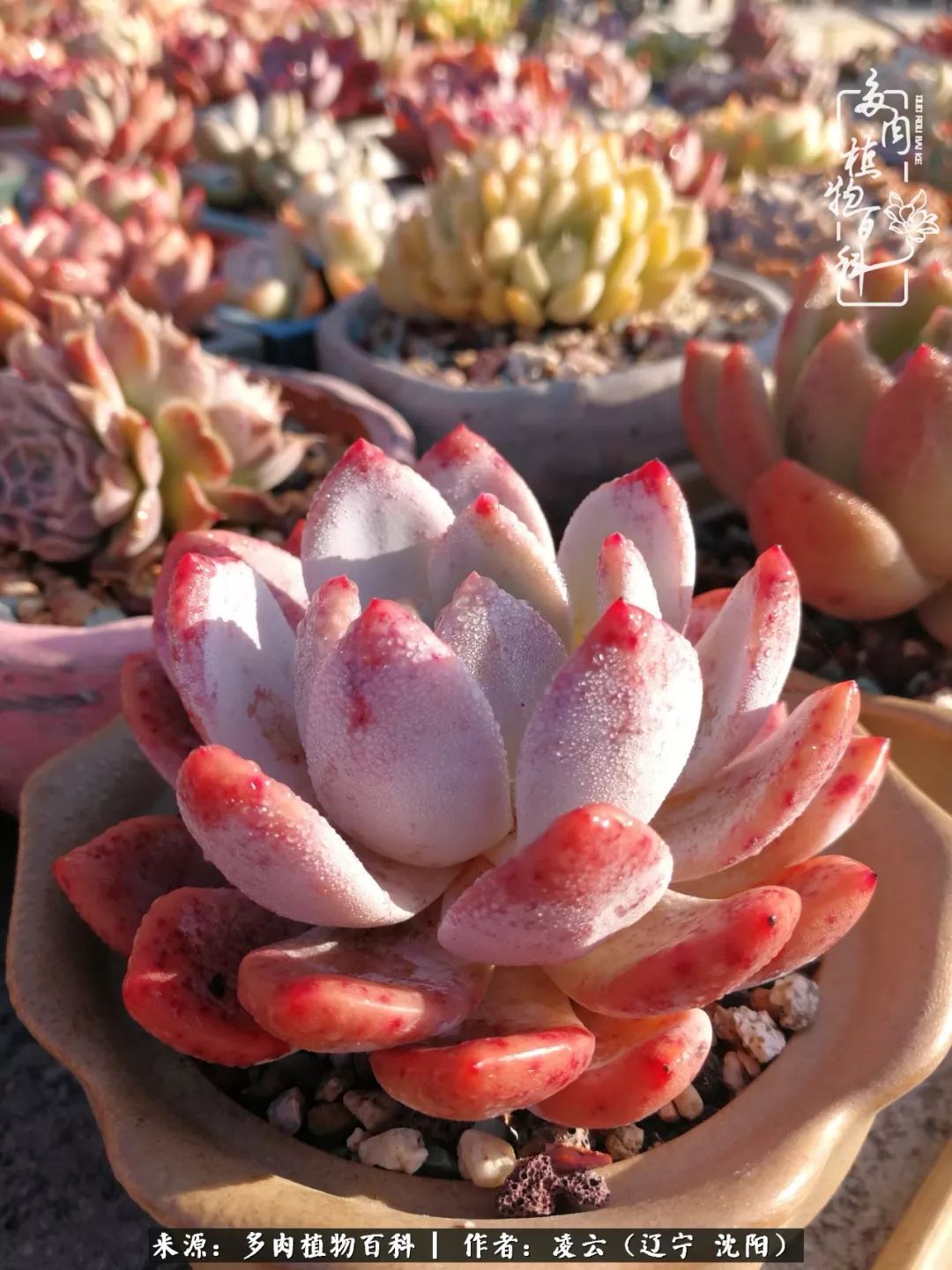 秋闲赏多肉,话育儿,亲生的自家娃,总有一刻让你怦然心动