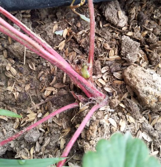 草莓苗枯芽病,草莓芽枯病视频