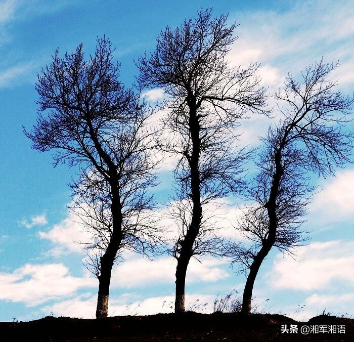 三棵树三生石,三棵树三生石系列