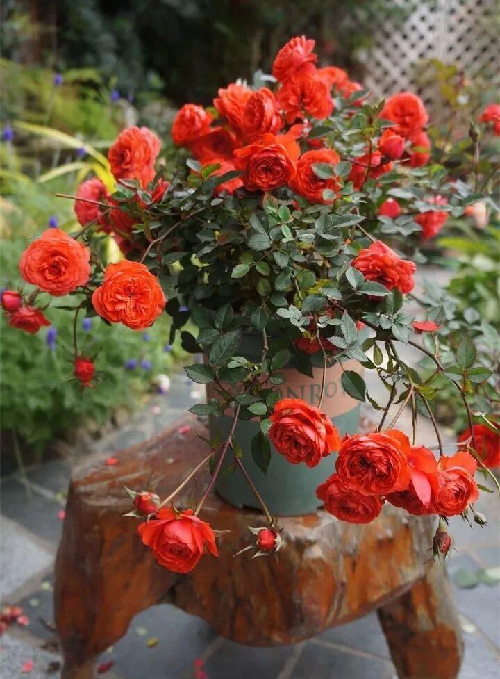 月季不长了怎么办,月季不长花苞如何修剪