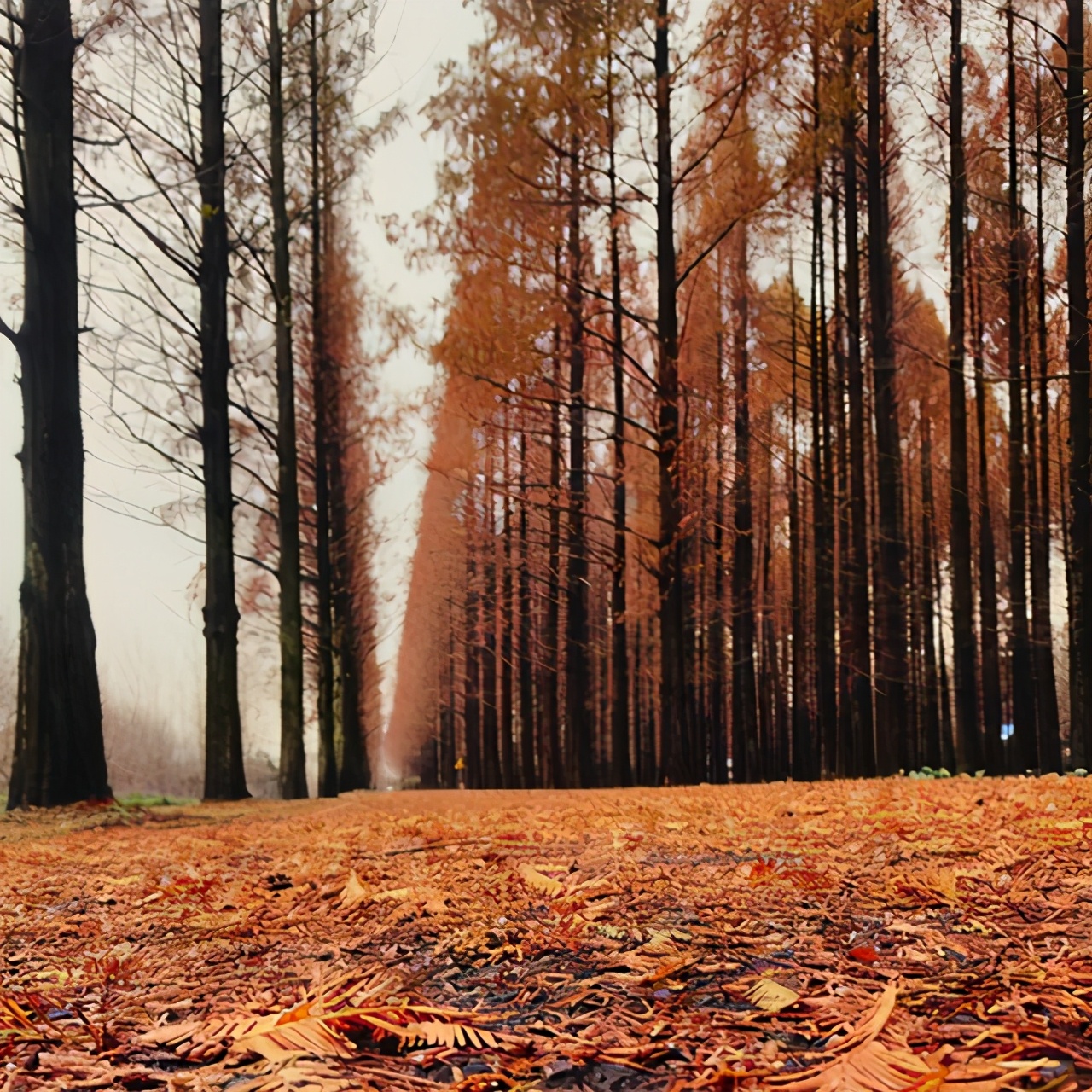 江苏淮安属于长三角区域吗,江苏淮安包括哪些区