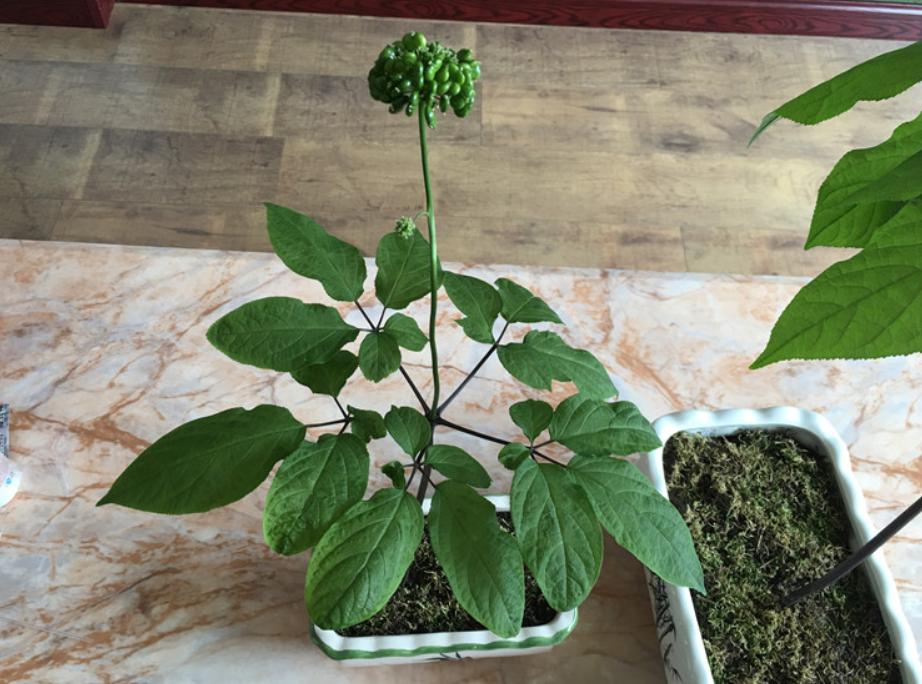 人参盆栽教程,人参如何盆栽