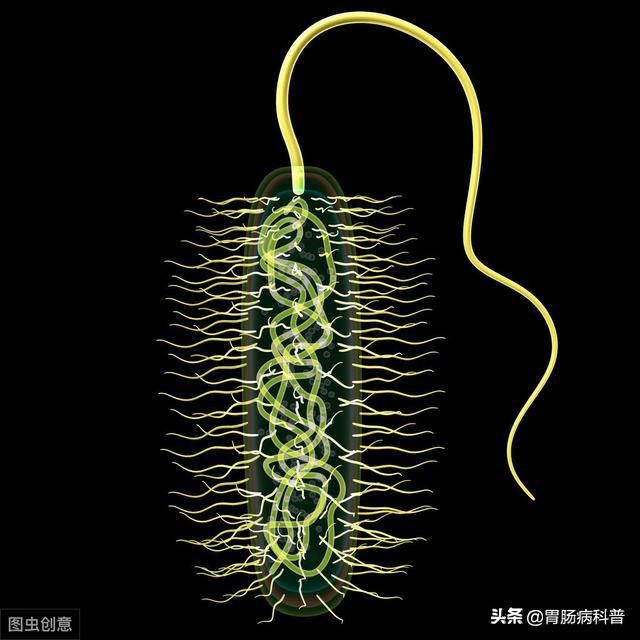 幽门螺杆菌到底该不该治,幽门螺杆菌是不是一定要根除