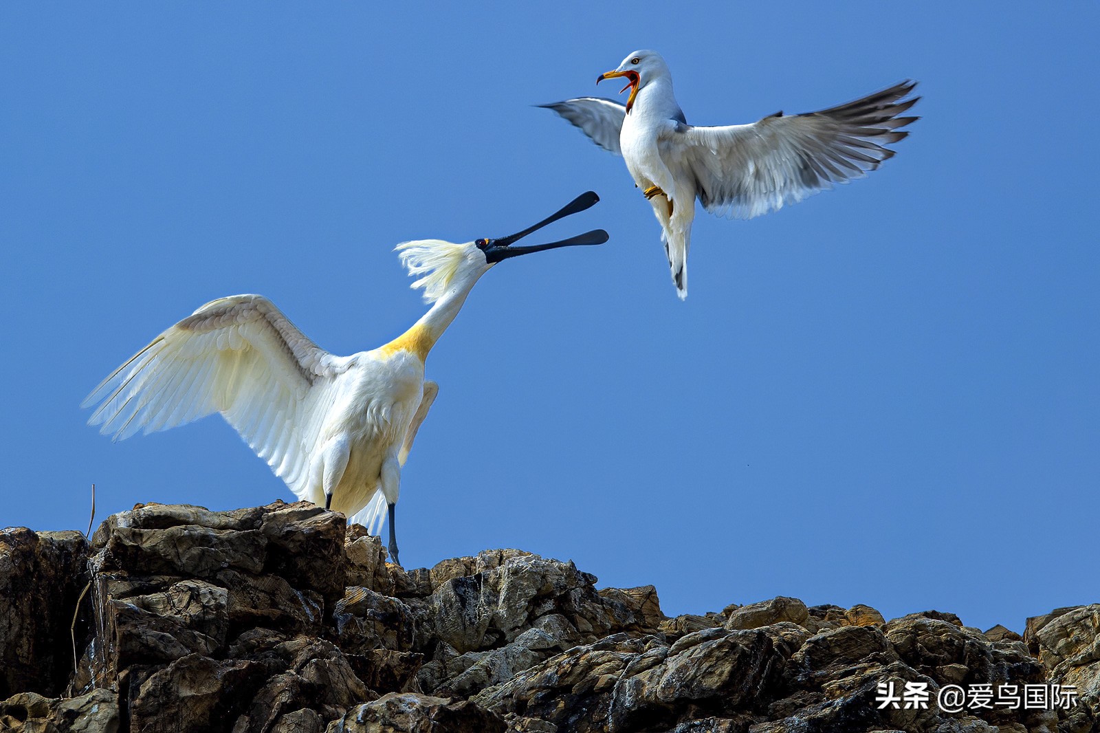 躁动的繁殖季节2021观鸟大年五月精华作品集