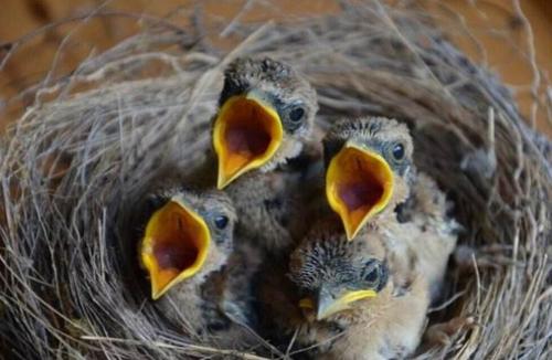 从雏鸟长到成年要多长时间,刚出壳的幼鸟大鸟怎么喂养幼鸟