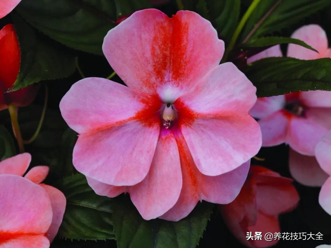 凤仙花幼苗长白毛怎么回事,新几内亚凤仙花的病虫害