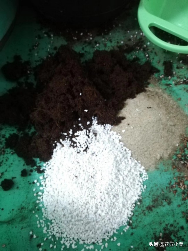 可食用迷迭香盆栽驱蚊植物怎么养,可以吃也可以驱蚊的草