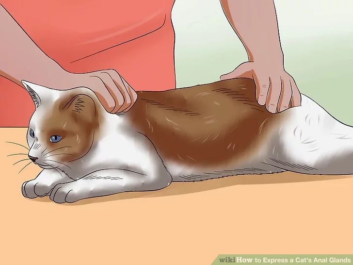 猫咪肛门腺需要治疗吗,猫咪肛门腺发炎症状