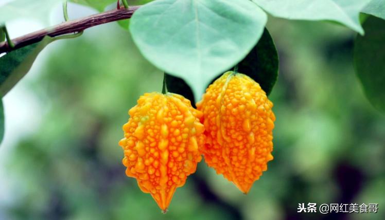 天下美食无奇不有大家有没有吃过,天下美食无奇不有