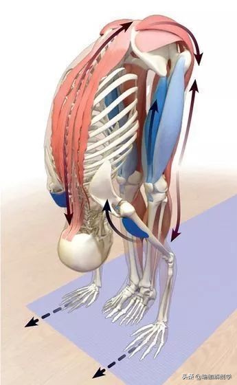 瑜伽18个基本体式,18个瑜伽体式正确图