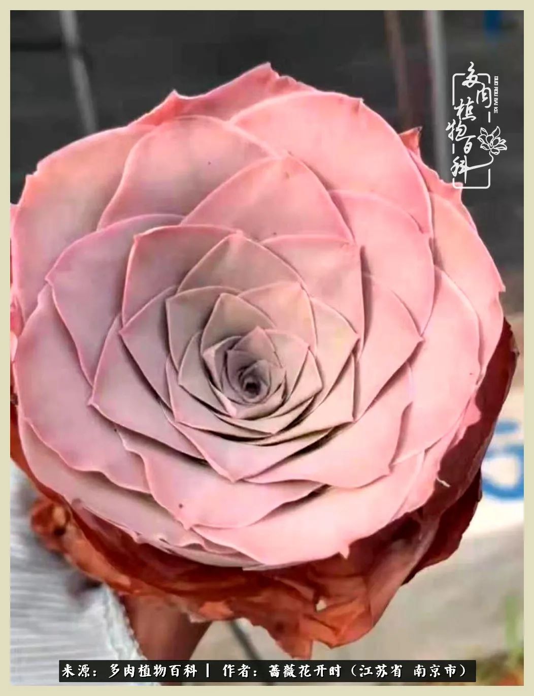 又见颜的妩媚，色的诱惑！这些山地玫瑰礼盒惊艳了眼眸