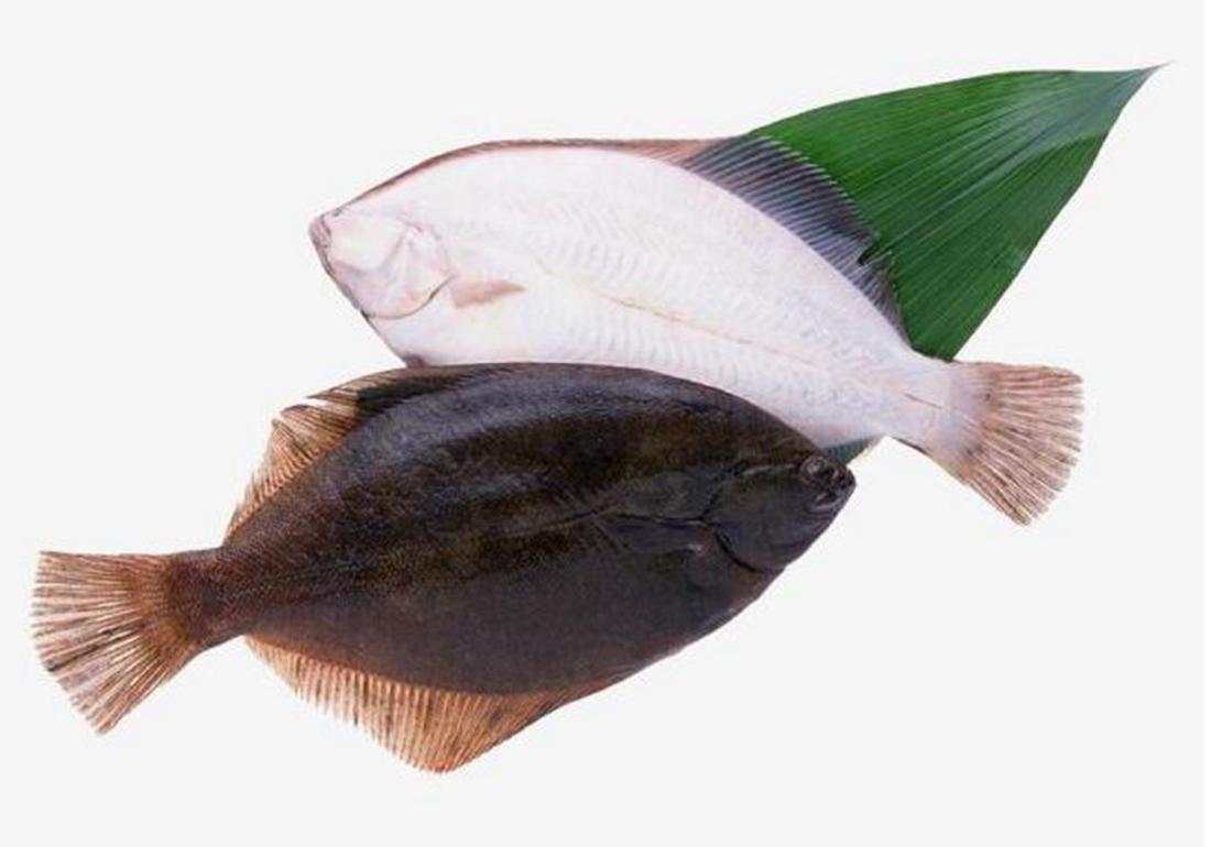 条斑星鲽工厂化养殖技术,星斑川鲽的营养价值