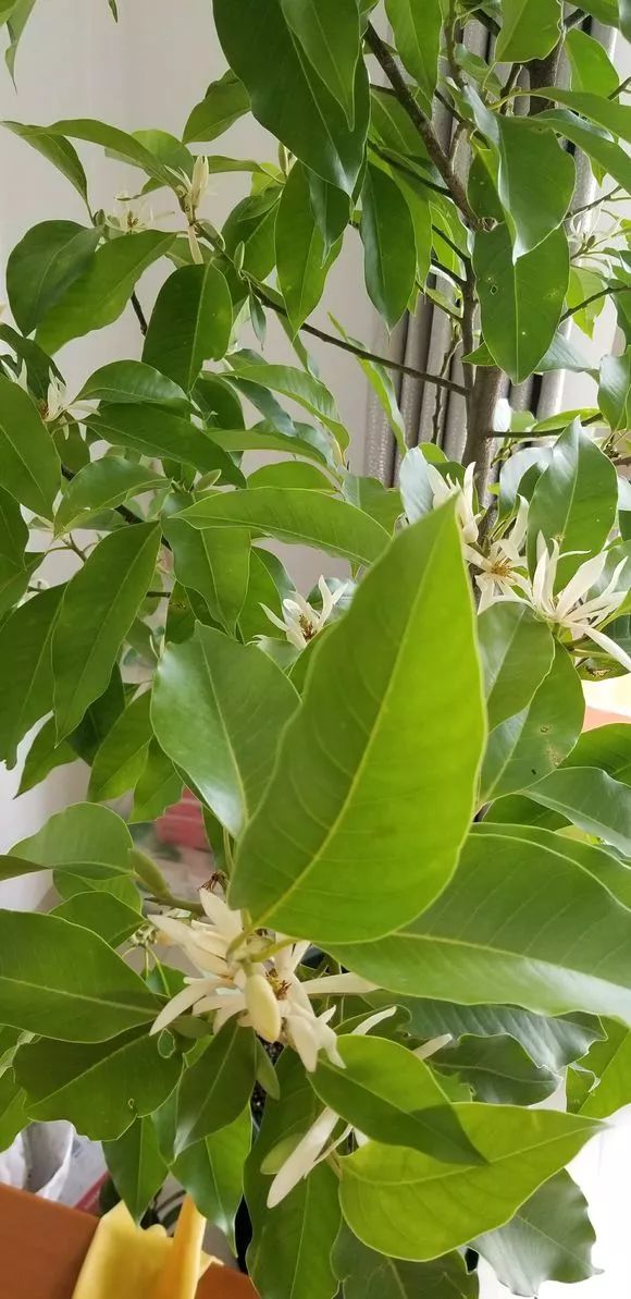 4种花超级好养,4种花超好养的