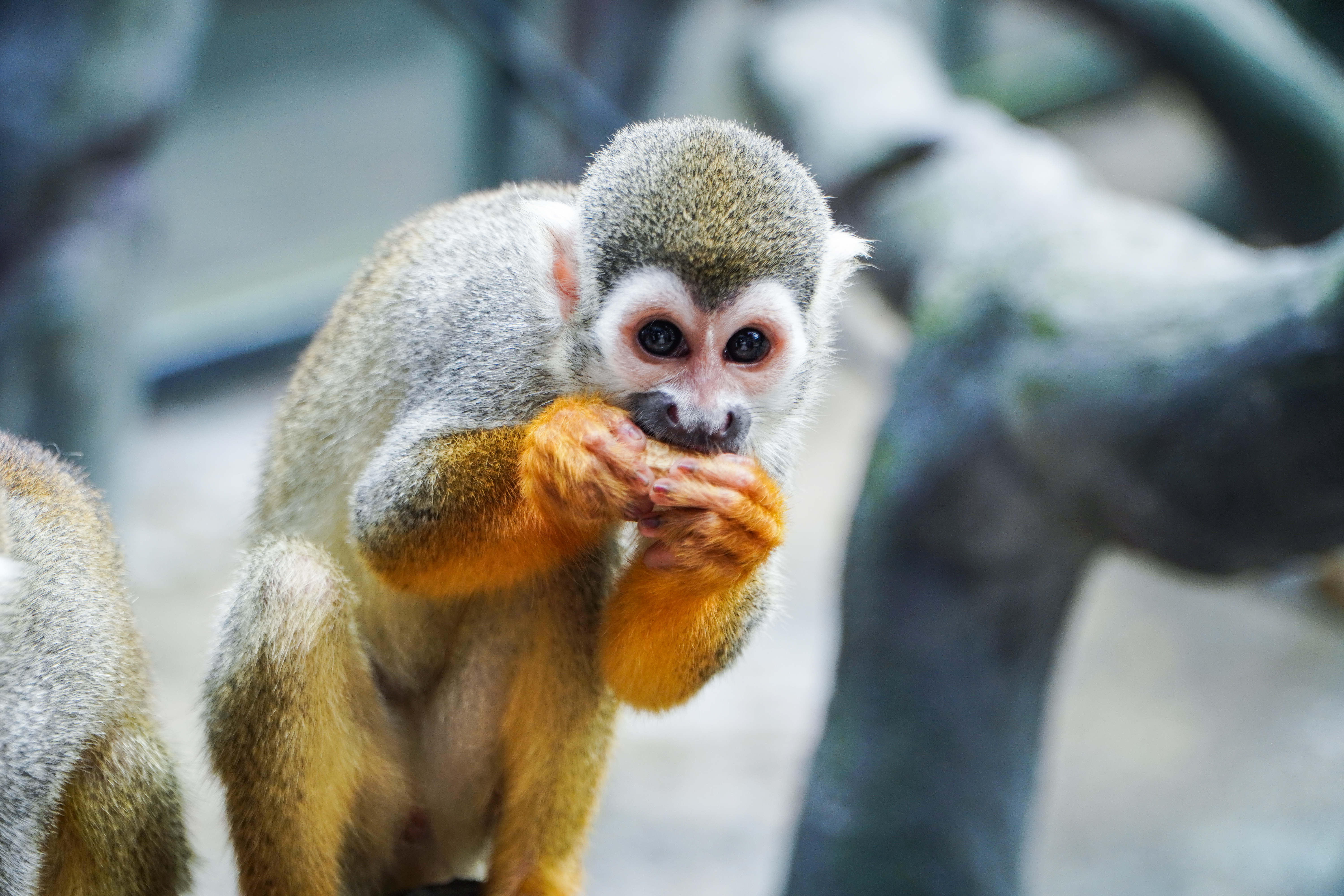 安吉田园嘉乐比乐园一日游攻略,秋季安吉旅游攻略图文并茂