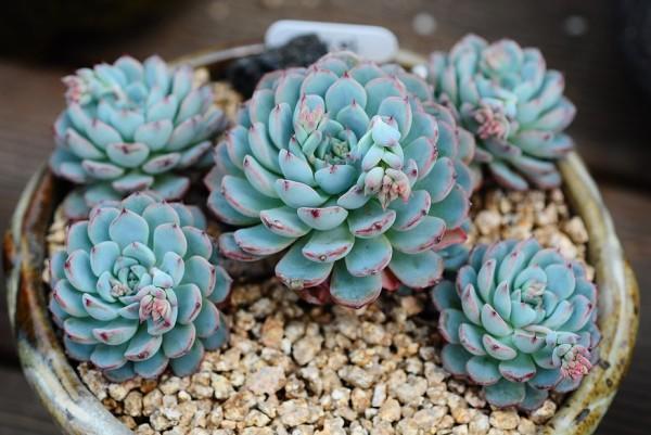 好养又漂亮的多肉品种,九尾狐多肉用大盆养好还是小盆好